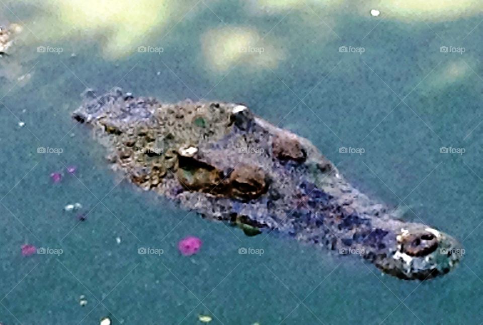 Animal,crocodile. Crocodile, head,water