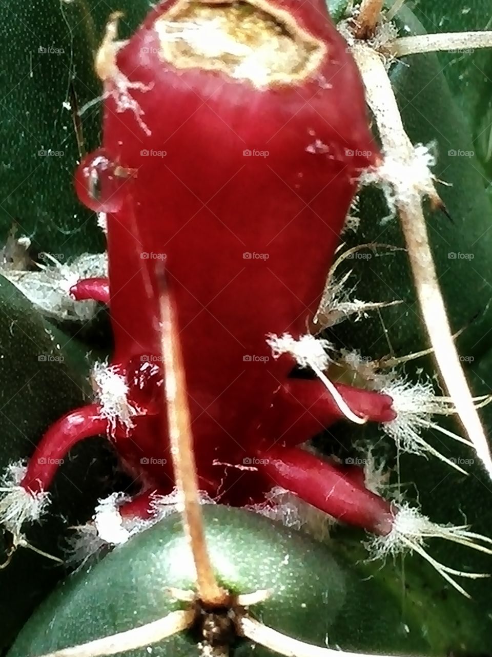 Cactus fruit