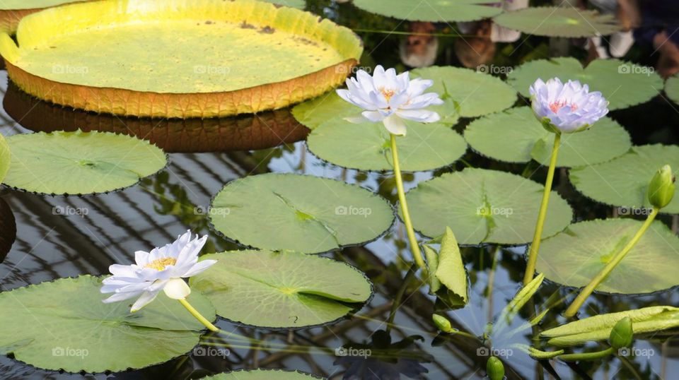 Lily's and water