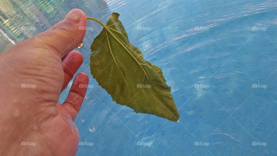 Beautiful green leaf in hand.