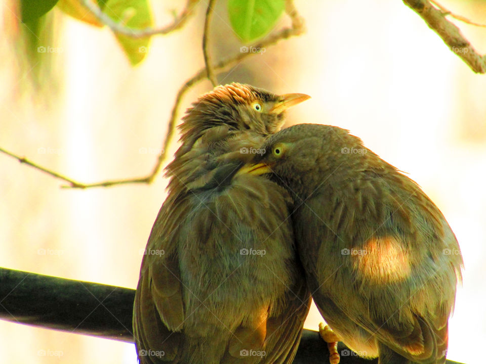 Jungle babbler bird or (Turdoides striata) or beautiful seven sisters or angry bird