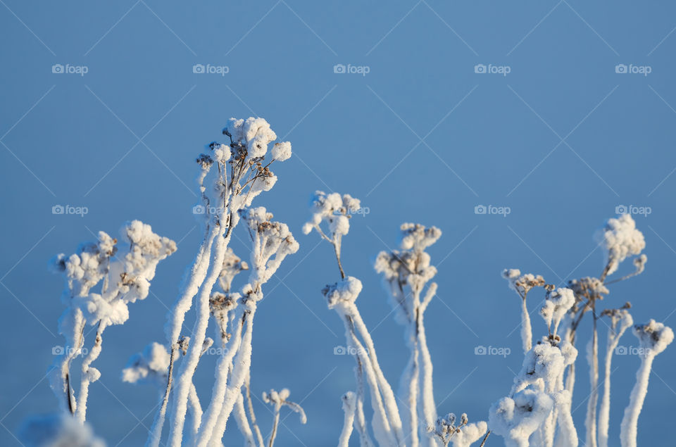 Ice covered withered flowers on blue background