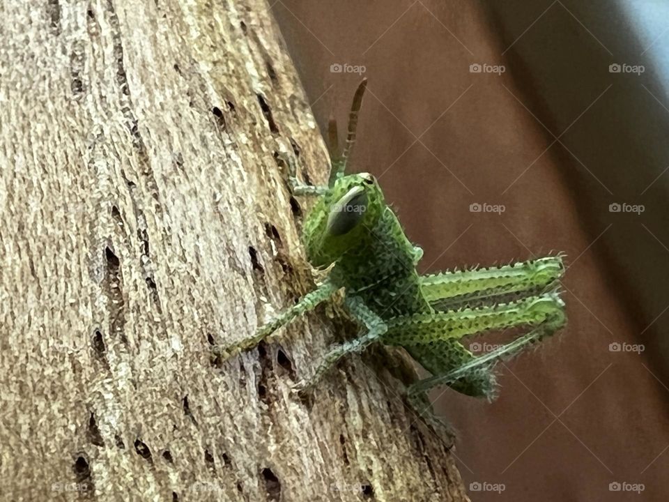 Adorable baby grasshopper 