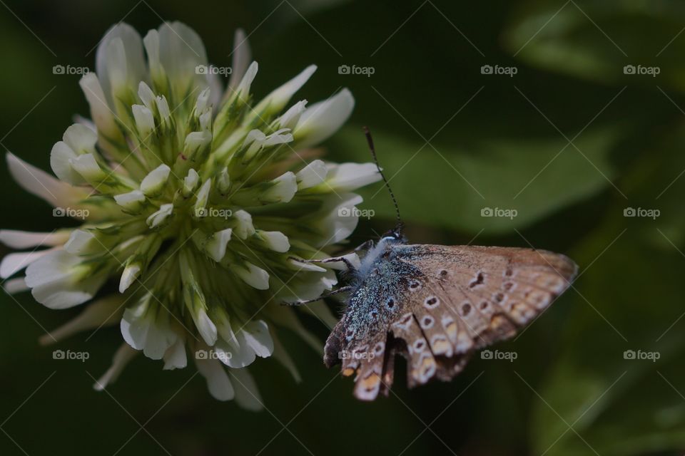 Butterfly on flower