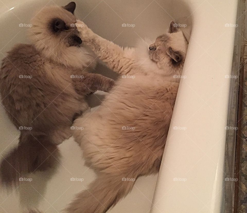 Cats  in a bathtub
