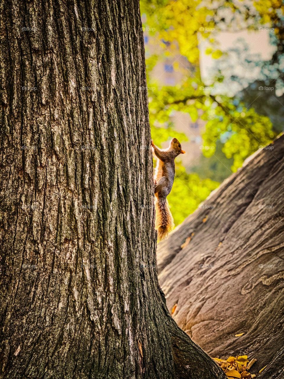 Fall at Central Park 