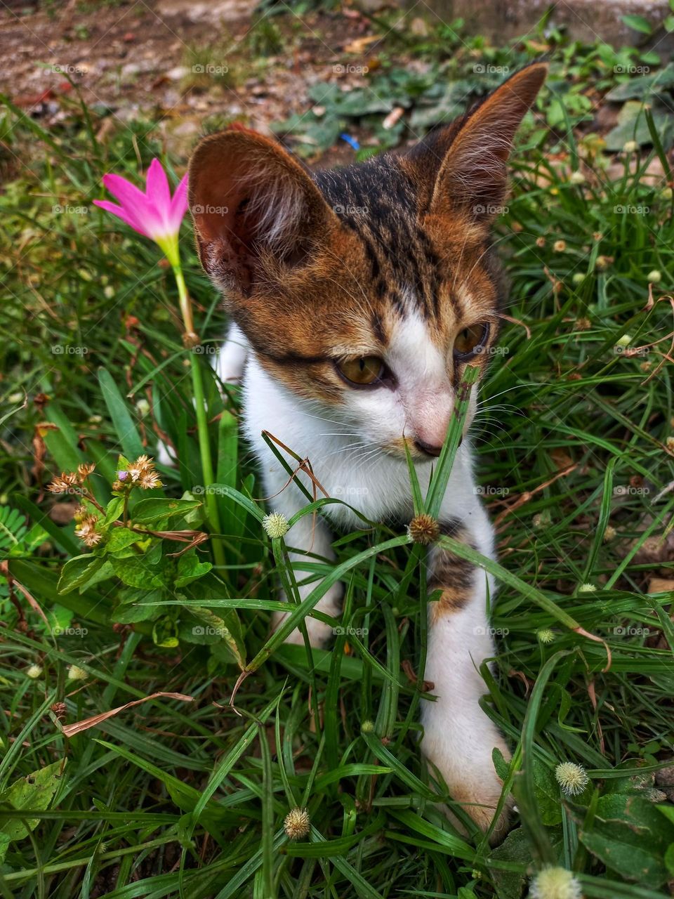 Cute kitten in the grass