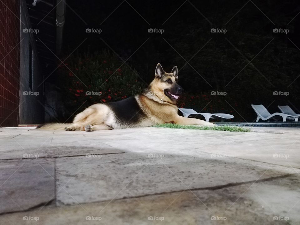 Dog at moon light near swimming pool 