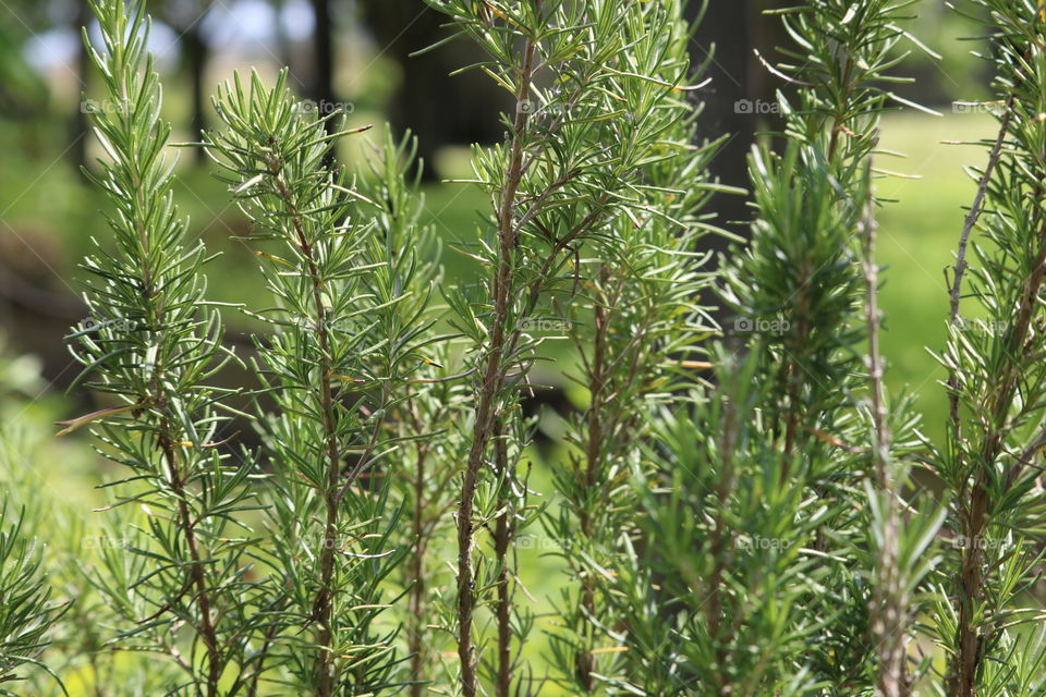 Gorgeous Rosemary- very fragrant and delicious herb that has many health benefits. Rosemary also symbolizes, love, loyalty and remembrance. It is my favorite herb.