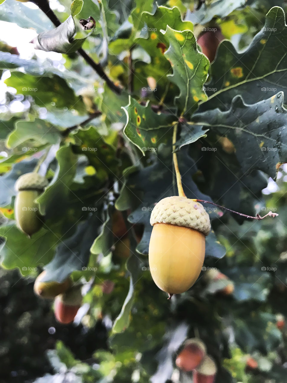 Yellow acorn on the branch of tree in early autumn 