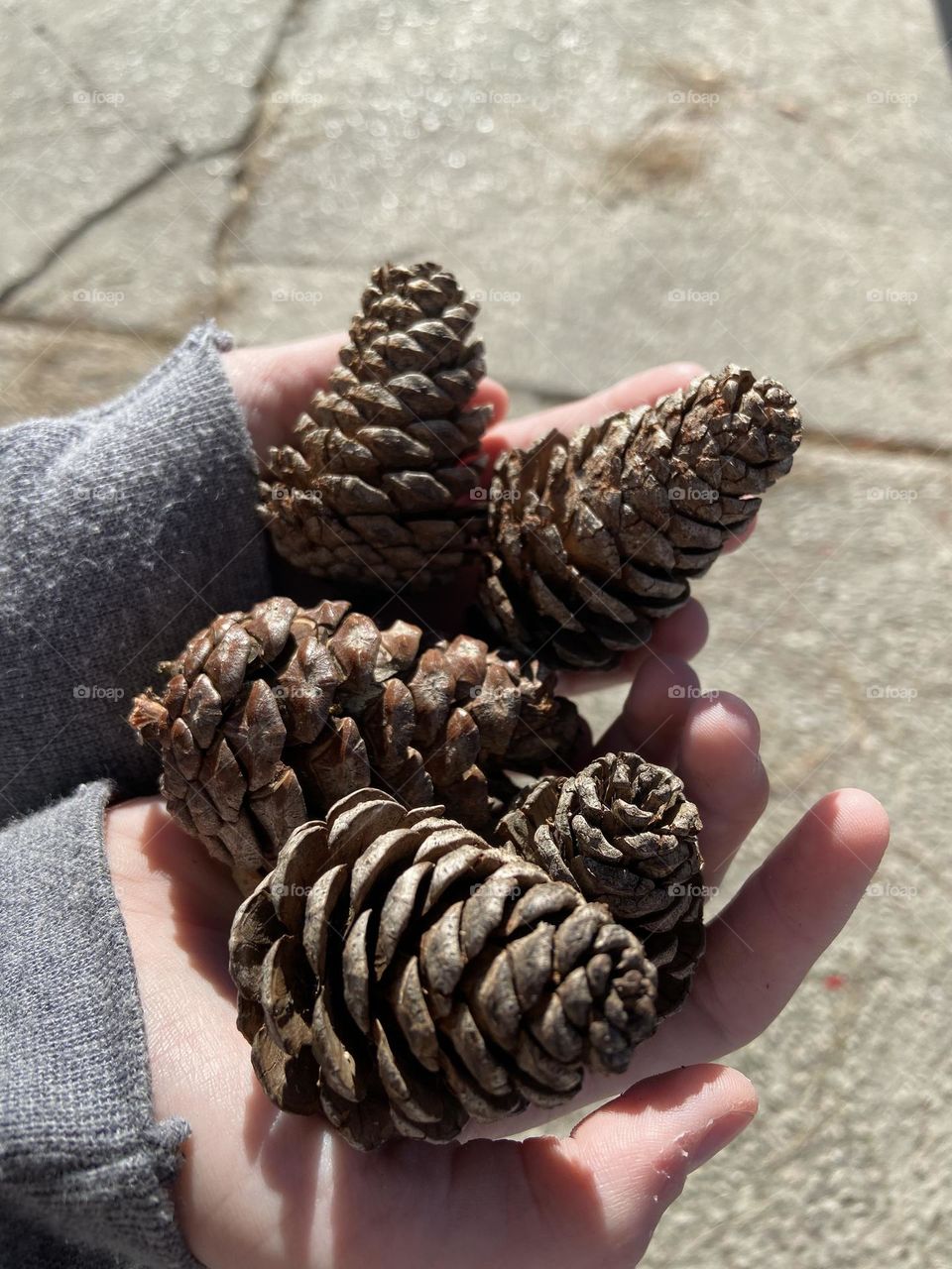 Hands holding pine cones.