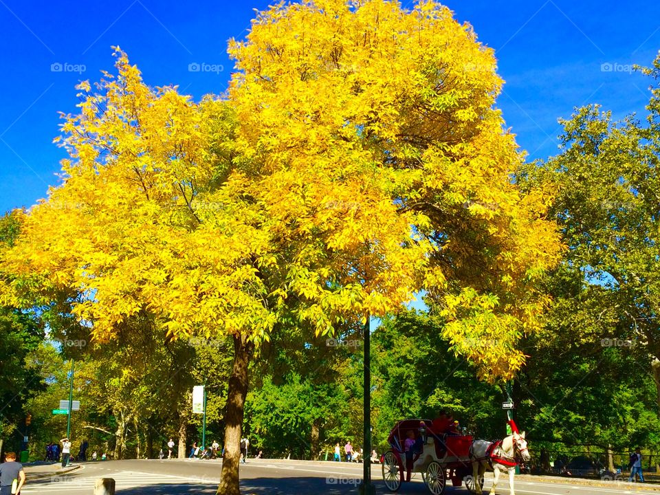 Yellow fall foliage in Central Park