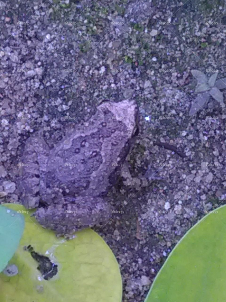 This is a very beautiful and very dangerous animal's 🐸.