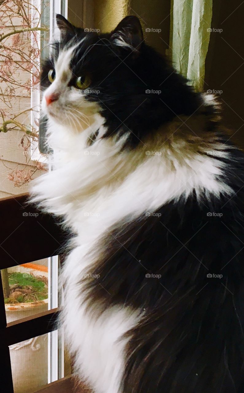 Pepper wants outside 3