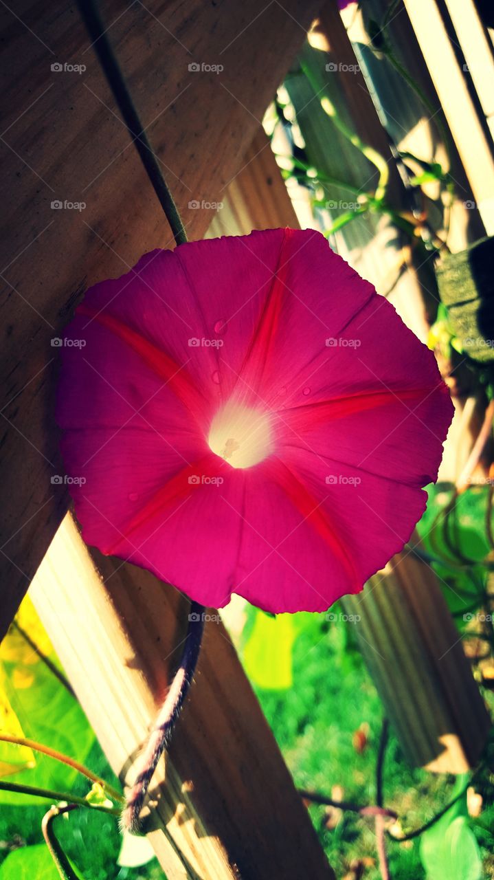 No Person, Nature, Flower, Flora, Leaf