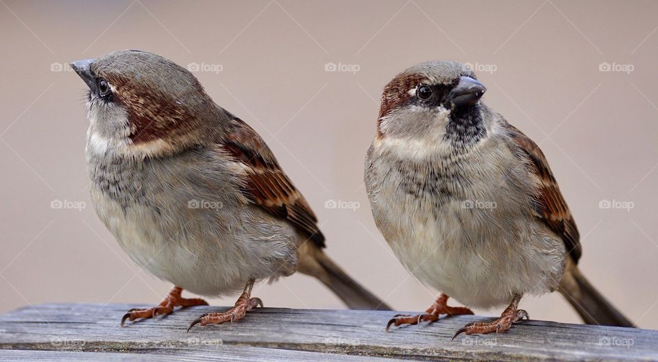 2 sparrow together at day time