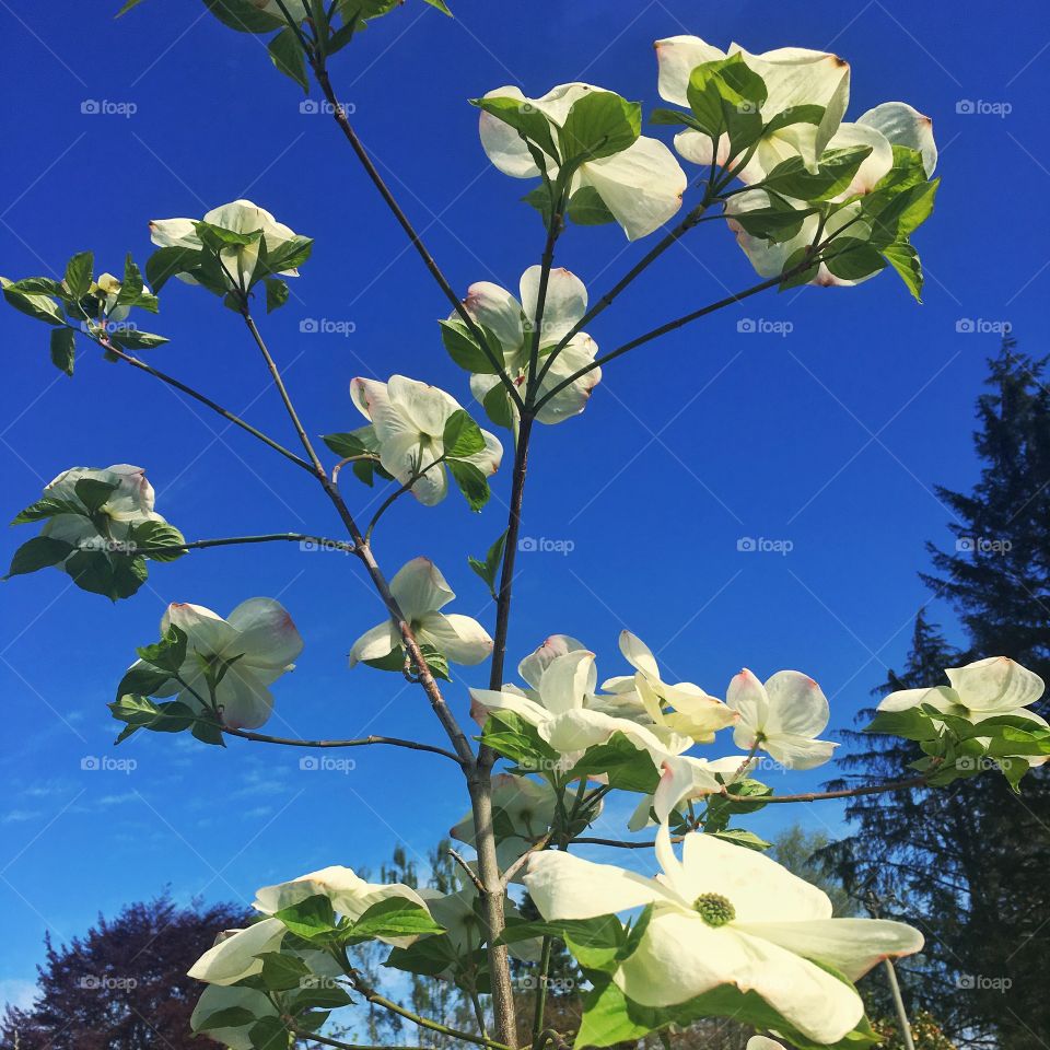 Dogwood - Spring Bloom