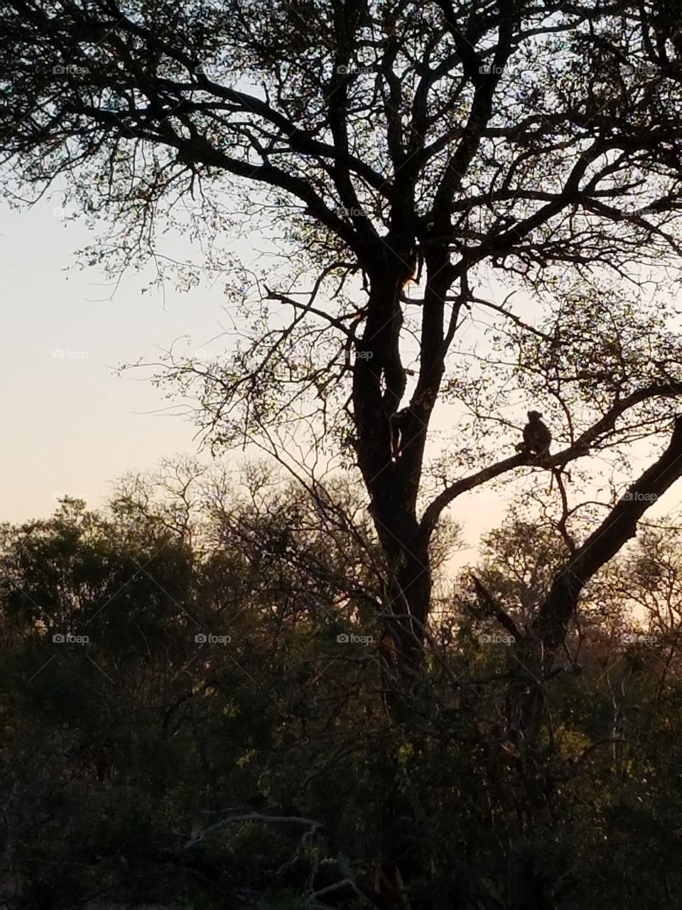 Baboon in a tree