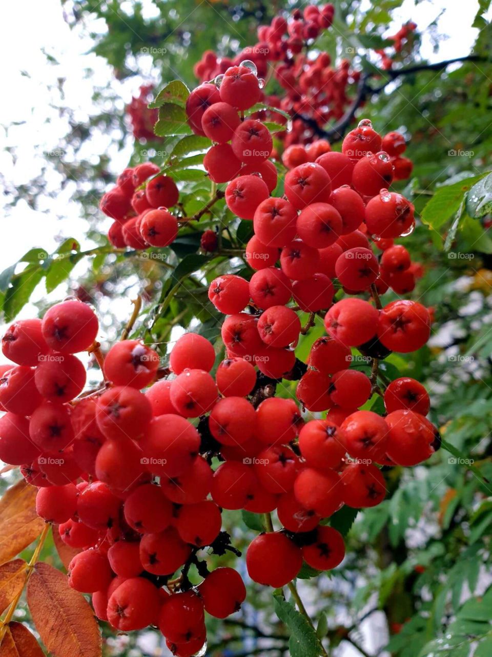 rowanberry