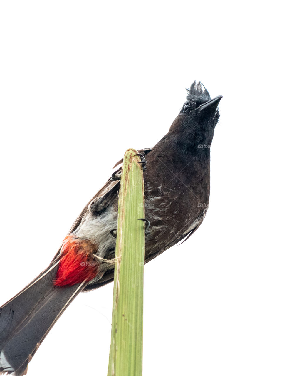 Red-vented Bulbul