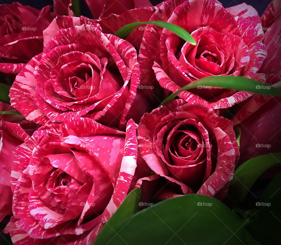 Striped red roses
