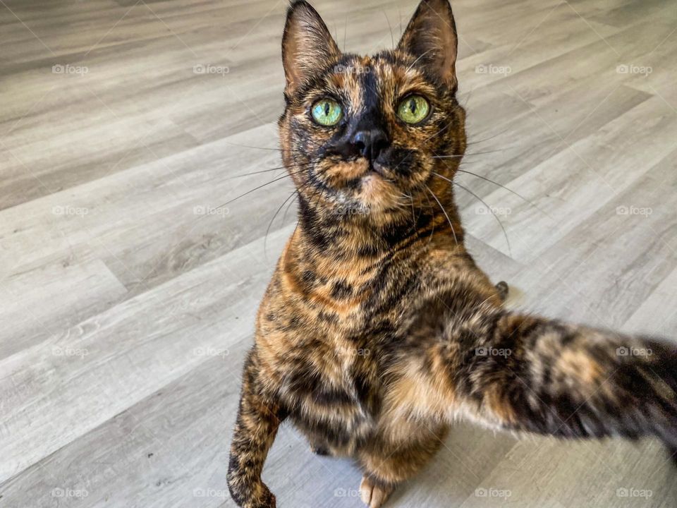 Cat selfie