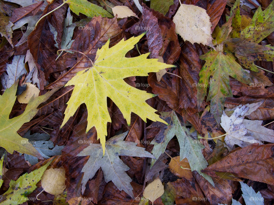 leaves leaf autumn colour by shotmaker