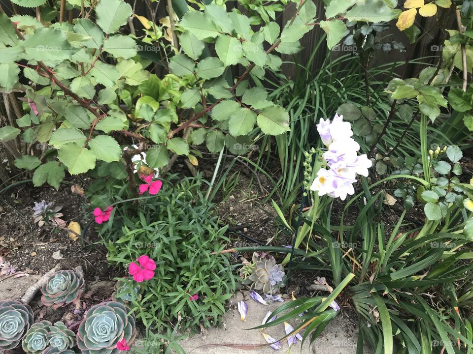 White freesias in spring 