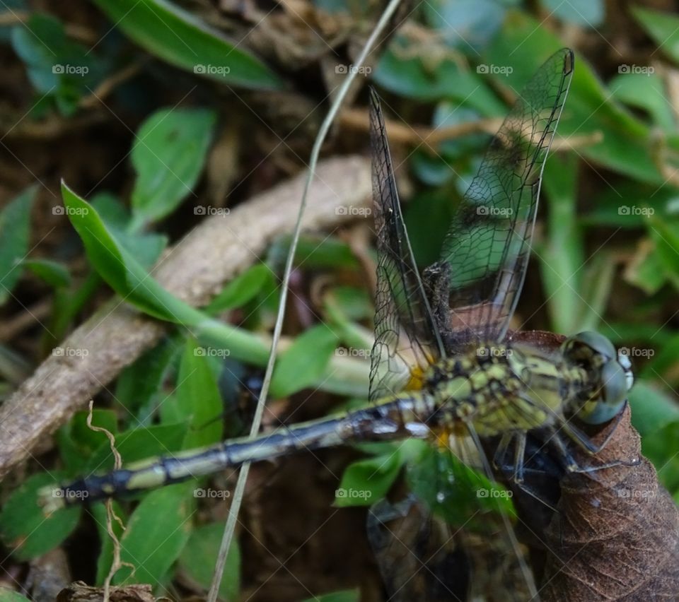 # Dragonfly