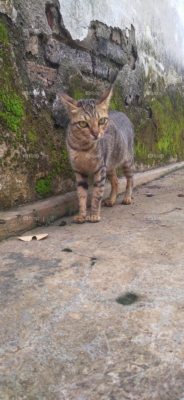 The look in the cat's eyes and the behavior is really cute