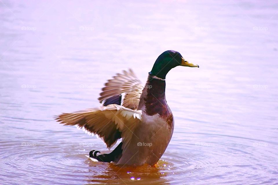 Mallard in Action