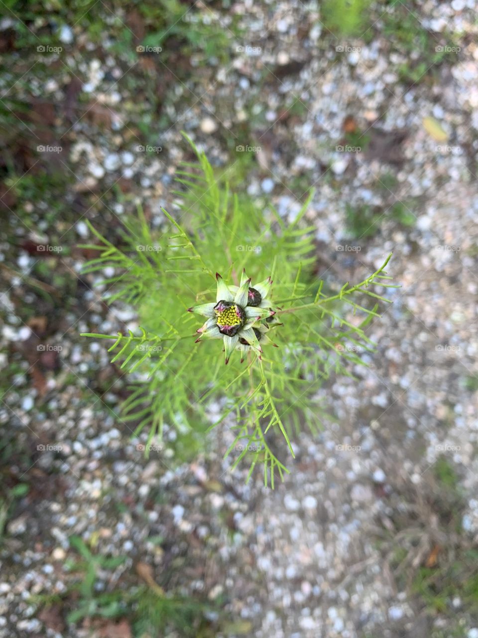 Flower closed from the top