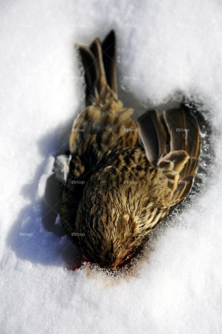 Frozen bird