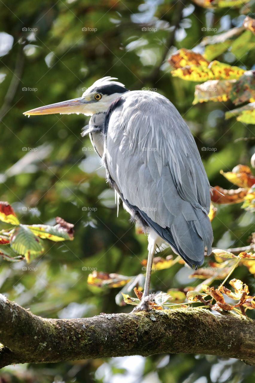 Gray heron