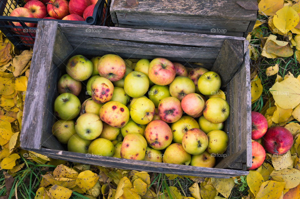 Harvest ripe juicy and tasty apples.