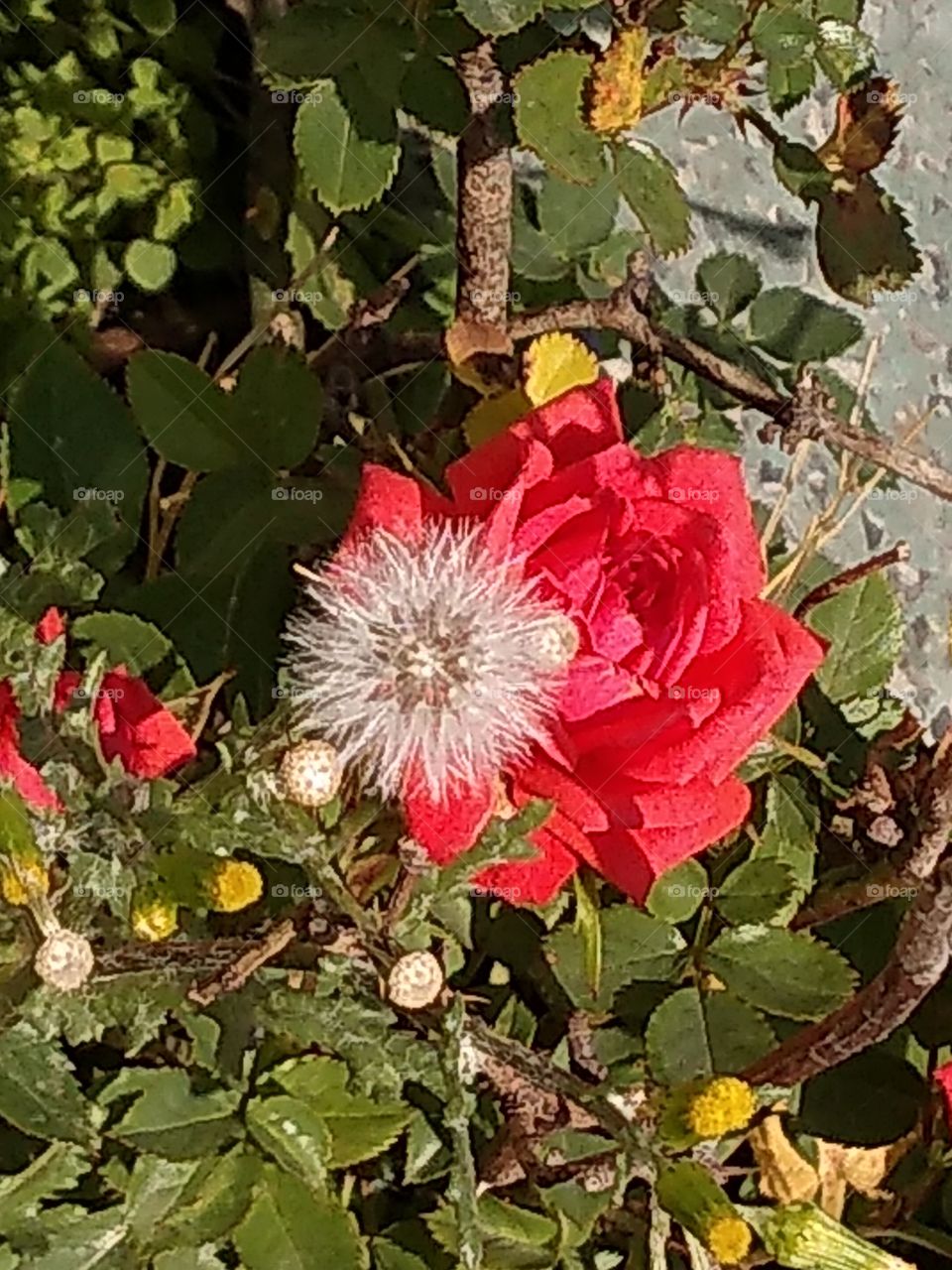 diente de león y rosa