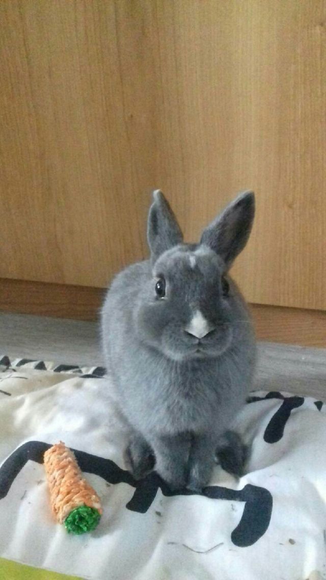 Rabbit