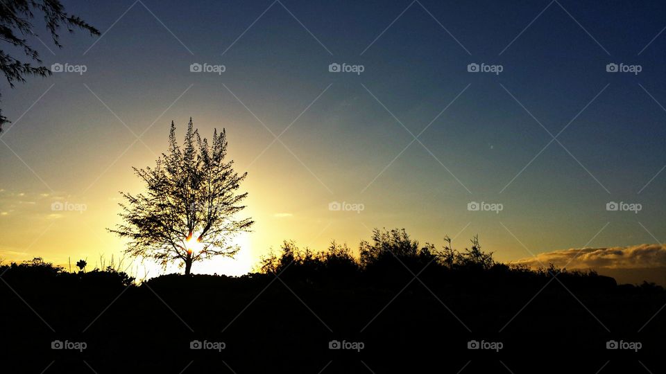 Sunset tree