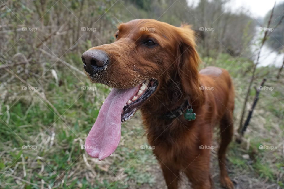 Oh what a big tongue you have got 🐶
