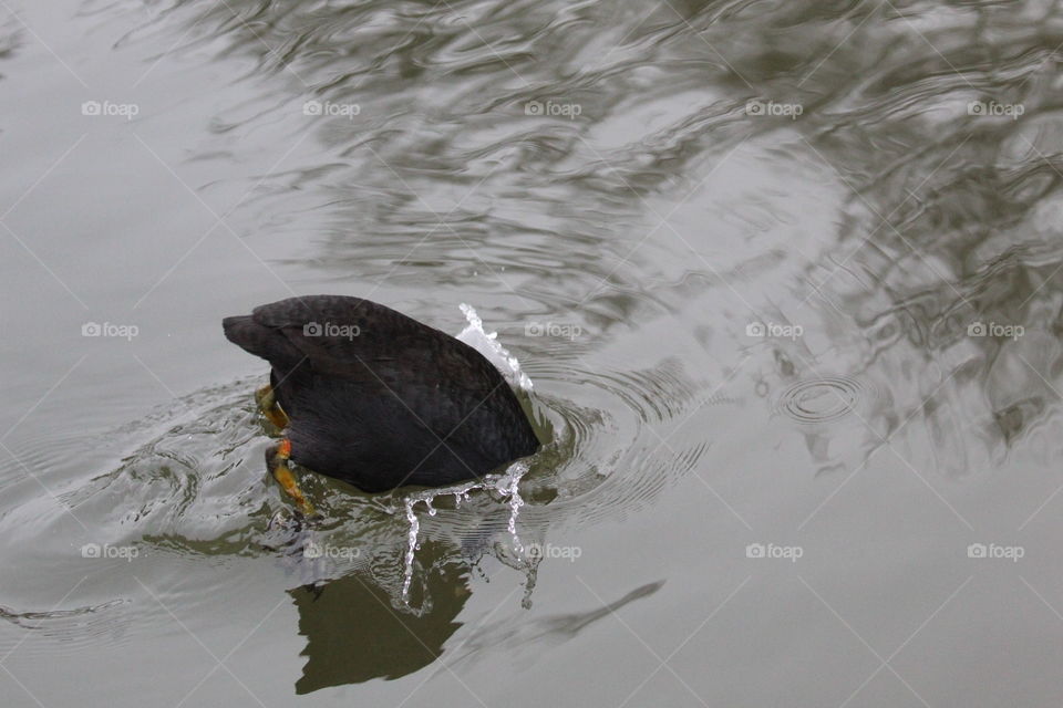 Coot diving in lake