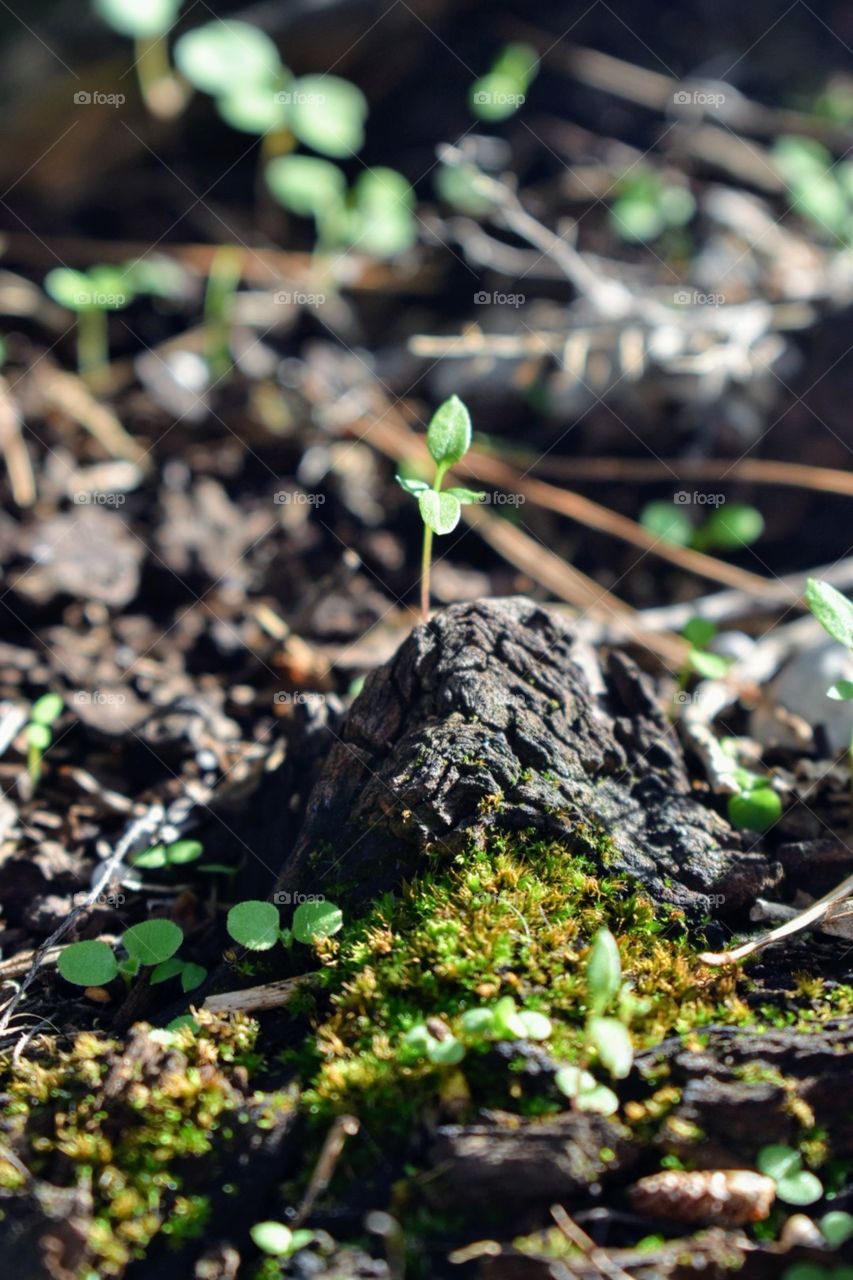 Wild plants