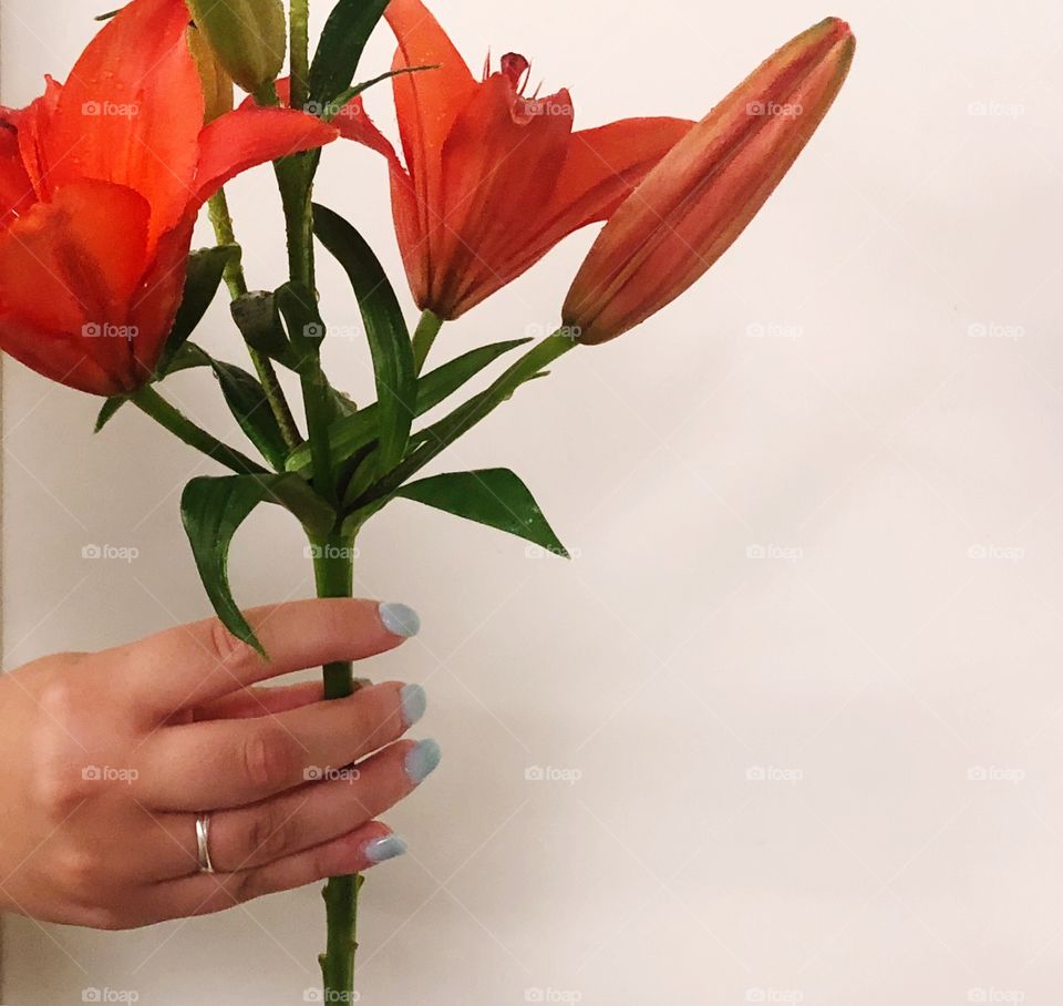 Human Hand holding orange colored lilies with blue nail polish and a silver ring. Plain background giving the orange color of the flower a pop of color.