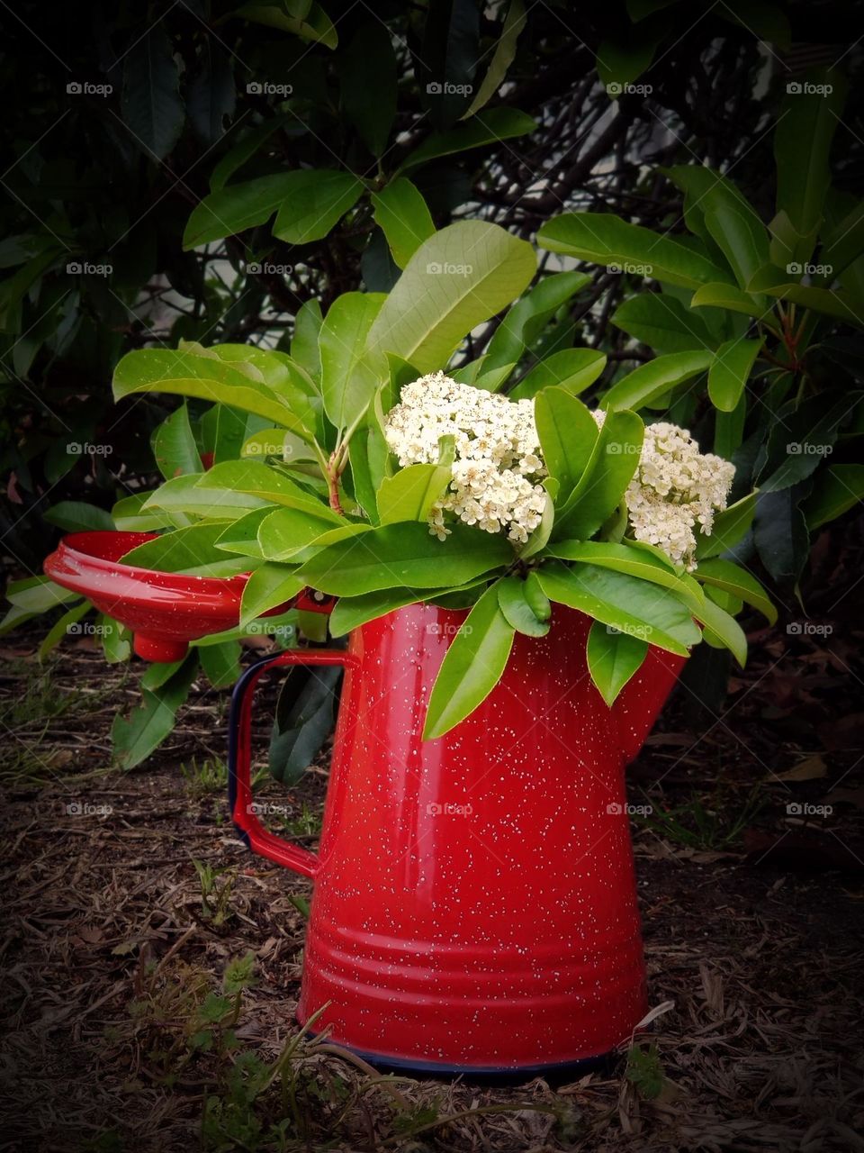 Flowers in a Campfire Coffee Pot for a Vase