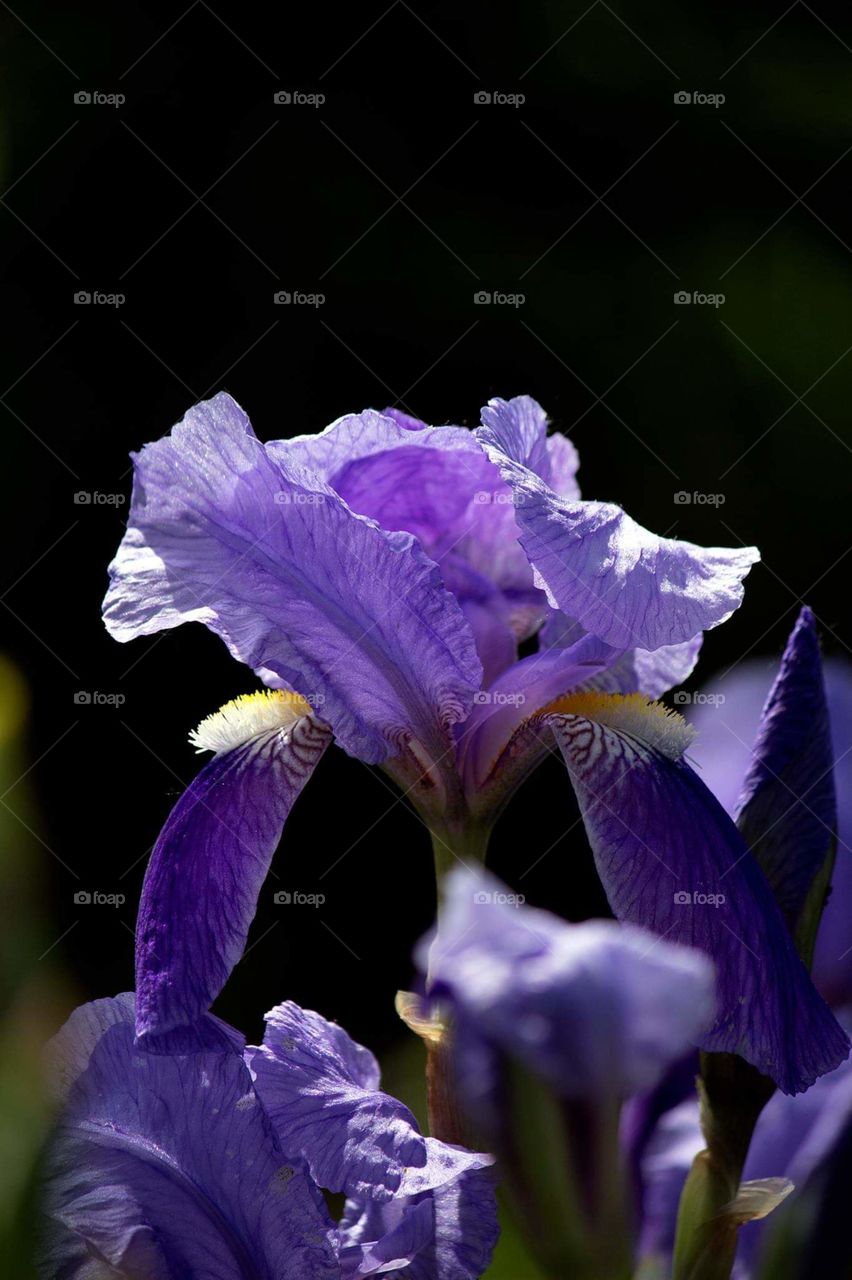 Iris