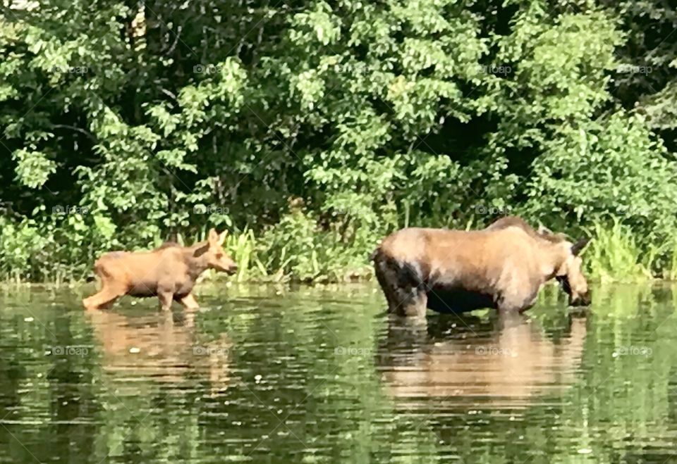 Mom and calf moose enjoying dip in the pond