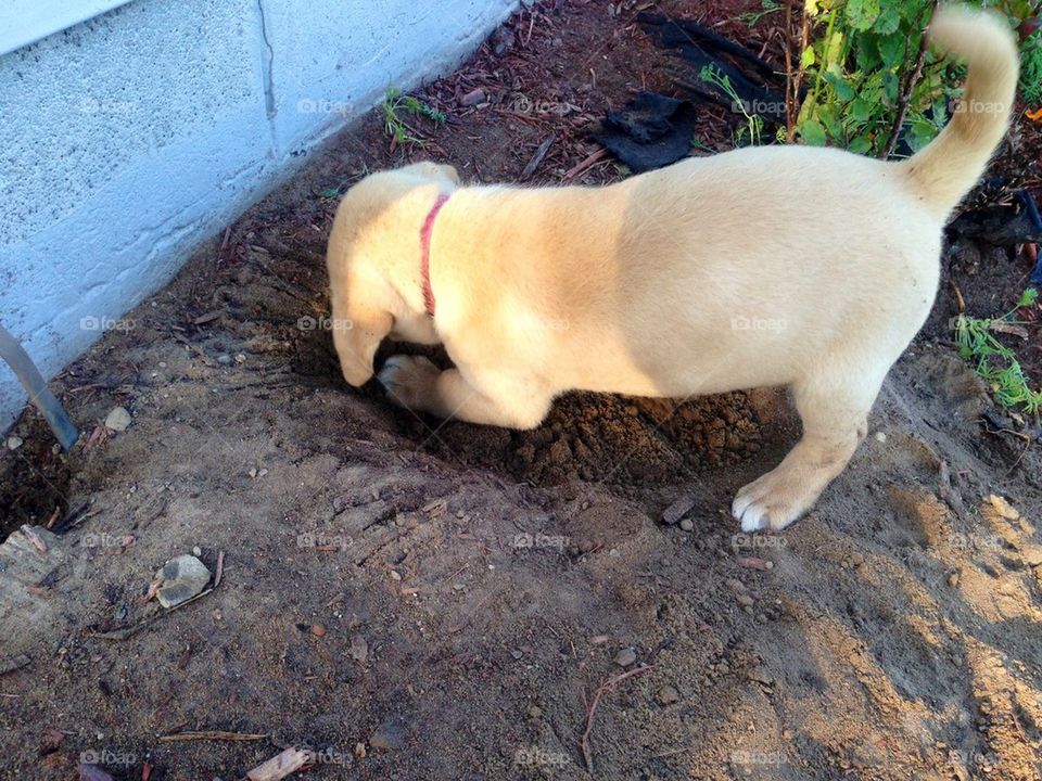 Digging puppy