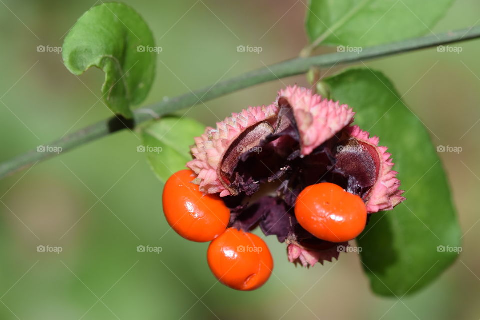 Euonymus americanus seed pod
