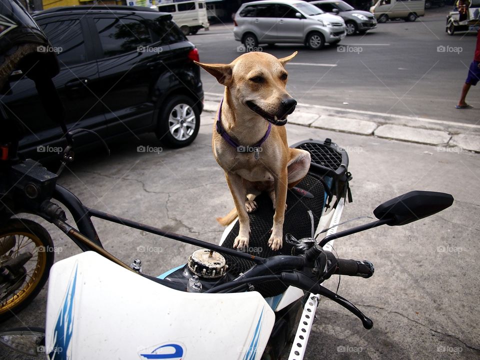 dog sitting on a motorcycle