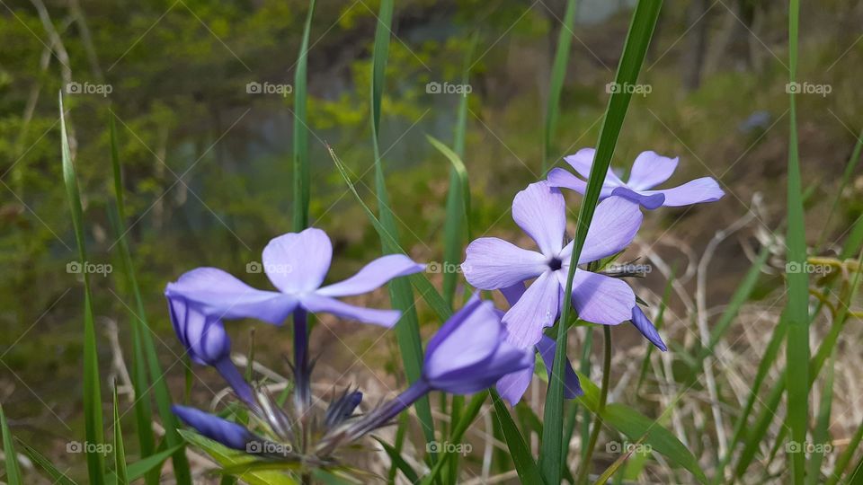 Wild Blue Phlox Spring Colors
