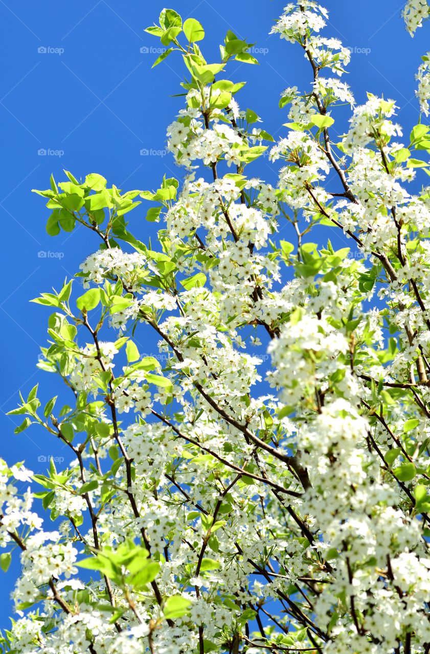 View of white flowers